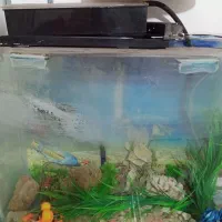 اکواریوم شیشه خم|ماهی|شهریار, شهریار|دیوار