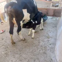 فروش گاوشیرده همراه با کوساله