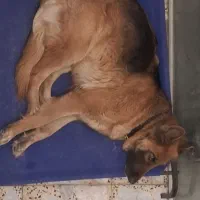 سگ ژرمن|حیوانات|اصفهان, جلفا|دیوار