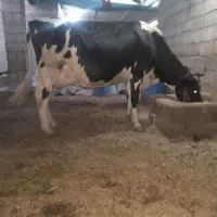 گاوشیری باگوساله ماده شیر22کیلو وابستن