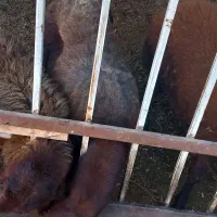 گوسفند ترکمنی و کبود ماده|حیوانات مزرعه|جلین, |دیوار