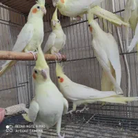 طوطی عروس هلندی لوتینو