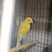 قناری وعروس هلندی کار|پرنده|پیر بکران, |دیوار