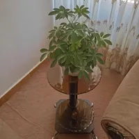 میزتلفن