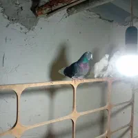 کفتر|پرنده|شهر ری, شهرک نظامی|دیوار