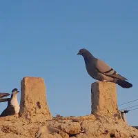 کبوتر سبز و مگس و رنگی