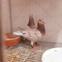کبوتر کوهی ماده