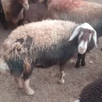 میش بره دار