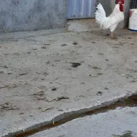 سالم خروس|حیوانات مزرعه|سیلاخور, |دیوار