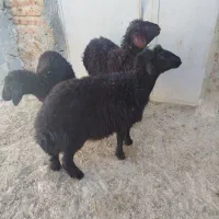 ۳ راس بره قزل افشار و قره قزل|حیوانات مزرعه|بناب, |دیوار