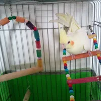 لوازممنزل عروسنر|حراج|قزوین, |دیوار