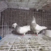 کبوتر|پرنده|دهدشت, |دیوار