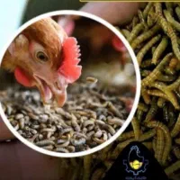 فروش کرم میلورم کرم خشک