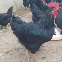 خروس مشکی استرالپ