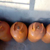 فروش کپسول|اجاق گاز و لوازم برقی پختوپز|یاسوج, |دیوار