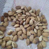 بادام درختی دیم