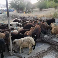 گوسفند گله گرد کم چربی به ضمانت مرجوعی وخونی|حیوانات مزرعه|مشهد, نوید|دیوار