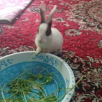 خرگوش بازیگوش به علت نبودن درخانه