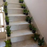 گل سنسوریا پا کوتاه|گل و گیاه طبیعی|صحنه, |دیوار