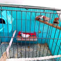 فنچ نر|پرنده|سبزوار, قصبه شرقی|دیوار