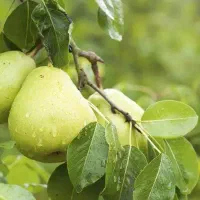 نهالستان پسته و بادام مقاوم به سرمای پالیز|خدمات باغبانی و درختکاری|گرمی, |دیوار