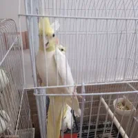عروس‌هلندی