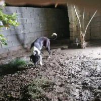 توله سگ 6 ماهه قدرجونی|سگ|اندیمشک, |دیوار