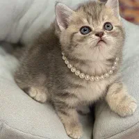 بریتیش شورت هیر