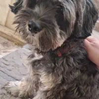 خانگی فروشی