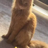 گمشده یا دزدیده شده