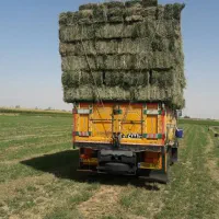 یونجه ویونجه خوردشده|لوازم جانبی حیوانات|دشتابی, |دیوار