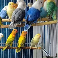 طوطی برزیلی در رنگ های خاص