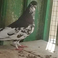 یال سیاه ماده