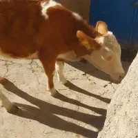 یک رآس گوساله سیمینتال درجه یک|حیوانات مزرعه|سراجو, |دیوار