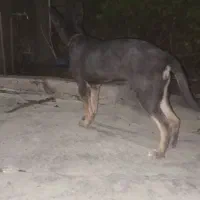 سگ دوبرمن|سگ|ایذه, |دیوار