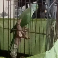 طوطی ملنگو نر مولد|پرنده|مینودشت, |دیوار