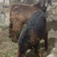 سه عدد بزیکی نر دوتا ماده|حیوانات مزرعه|همدان, |دیوار