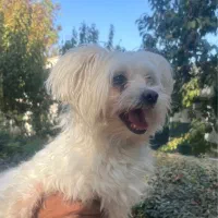 سگ مالتیز اصیل