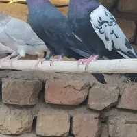 سینه ای کبوتر