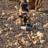 لاس قدریجونی