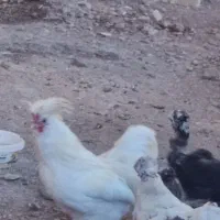 خروس