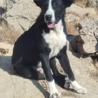 سگ گله|سگ|آوج, |دیوار