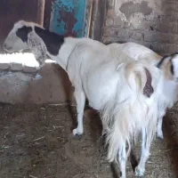 بز آبستن با بزغاله ماده