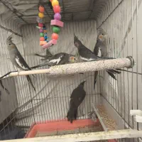 عروس دونه ای۵۰۰مفت