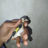 سهره