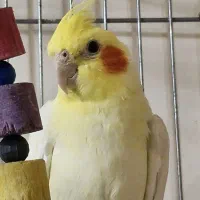 طوطی عروس هلندی