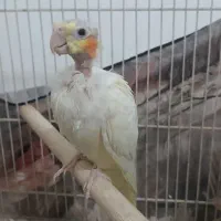 یک جفت عروس هلندی مولد چهار تخمی|پرنده|طبس, |دیوار