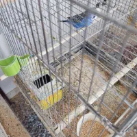 مرغ عشق مولد قفسی|پرنده|قم, شهرک قدس|دیوار