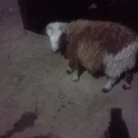 بره ماده چاق
