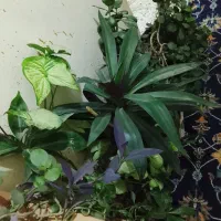 گل اپارتمانی